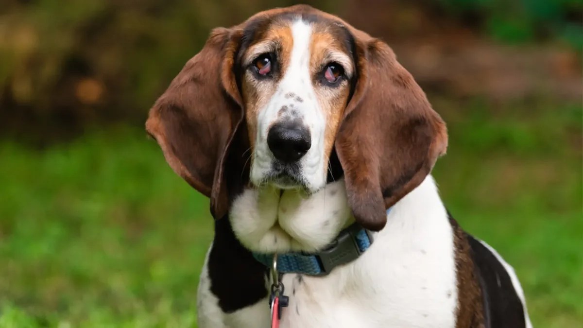 Do Basset Hounds Drool? Exploring Drooling Habits of Bassets