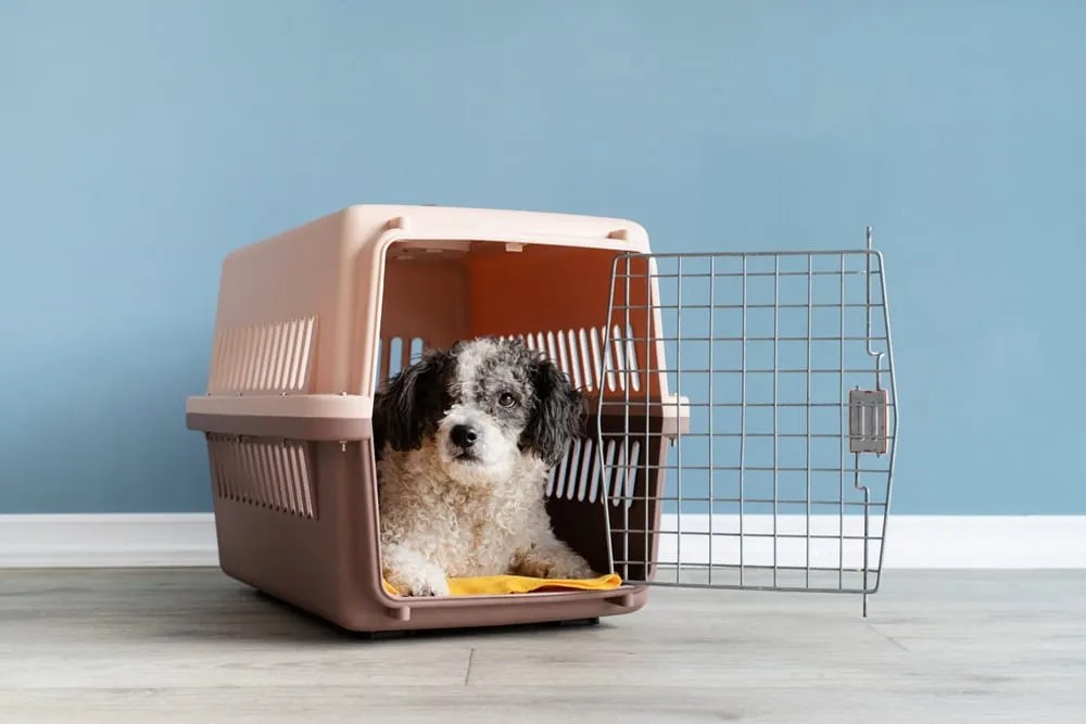 Easy Steps for Successful Puppy Crate Training