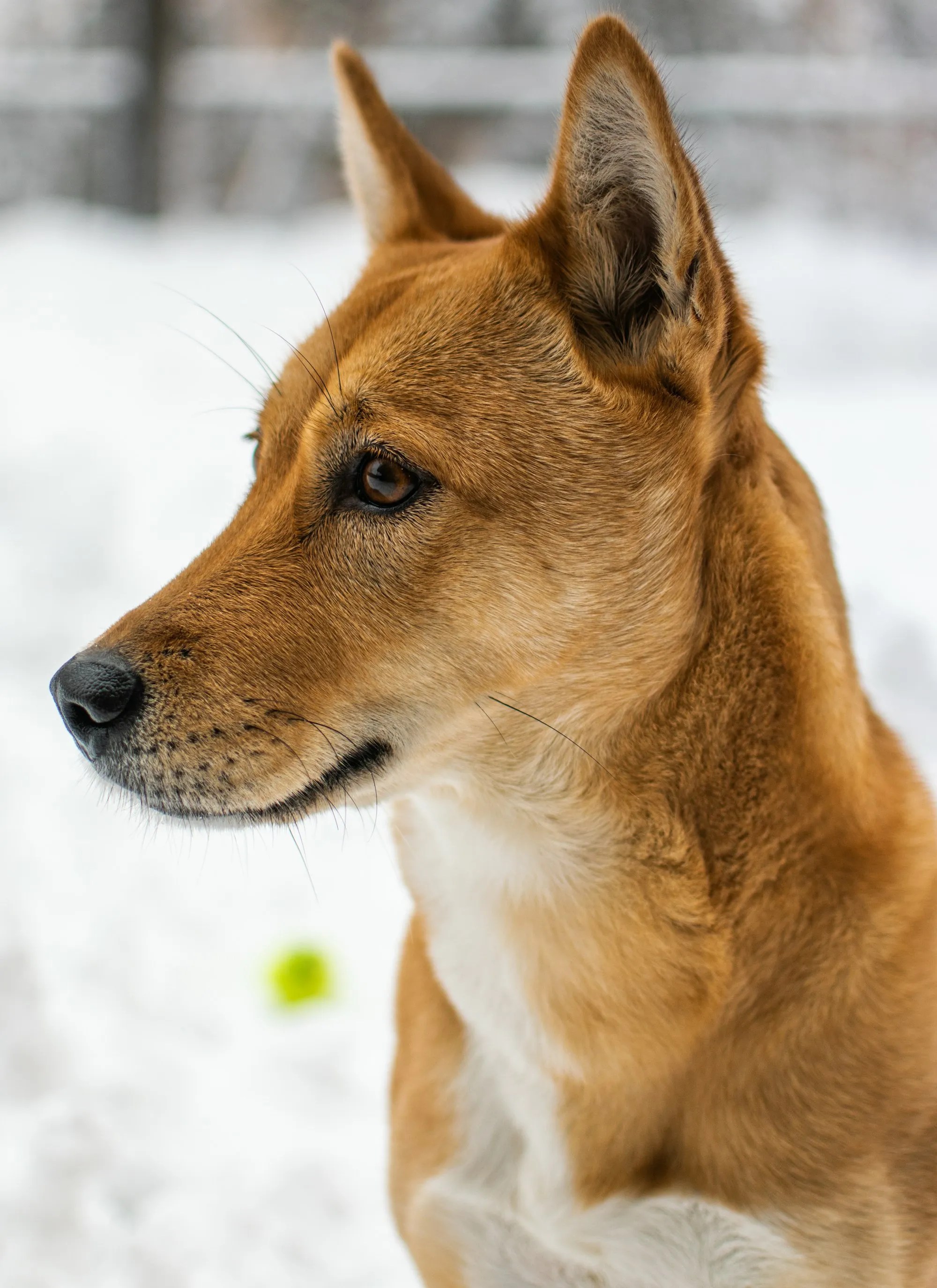 How Much Are Korean Jindo Dogs? Jindo Price Pointers!