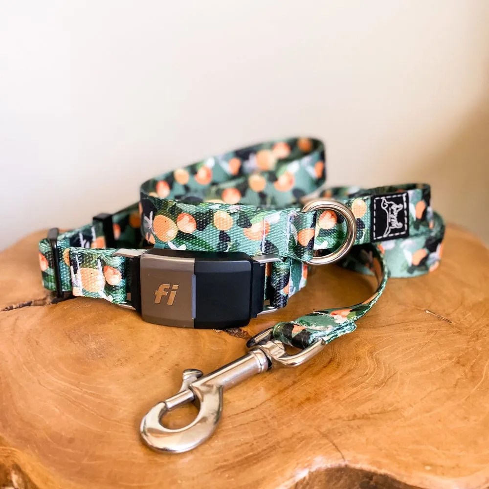 Fi Makers Collars Your Pup Needs This Summer