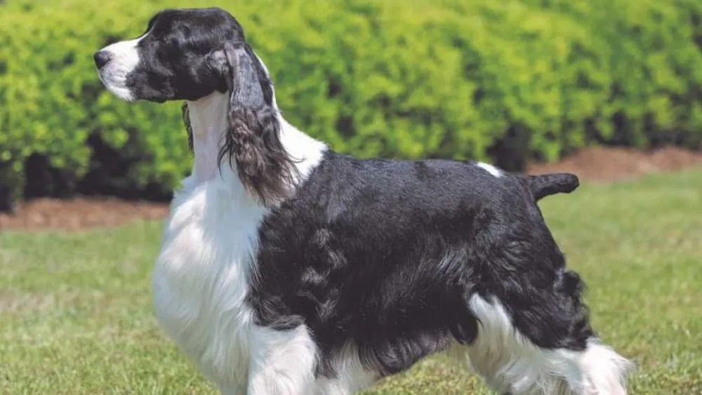 Do English Springer Spaniels Have Hair or Fur?