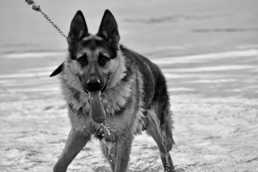 Discover The Best Shampoo For German Shepherds Tips & Top