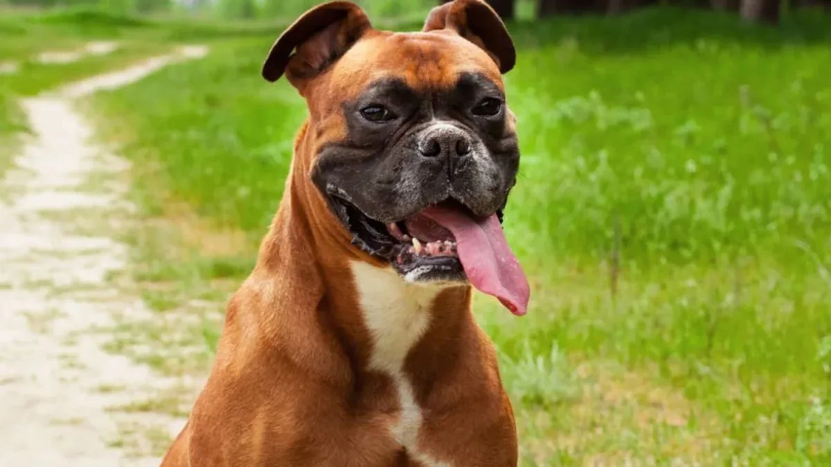 Why Does My Dog Pant So Much? Discover Causes & Solutions