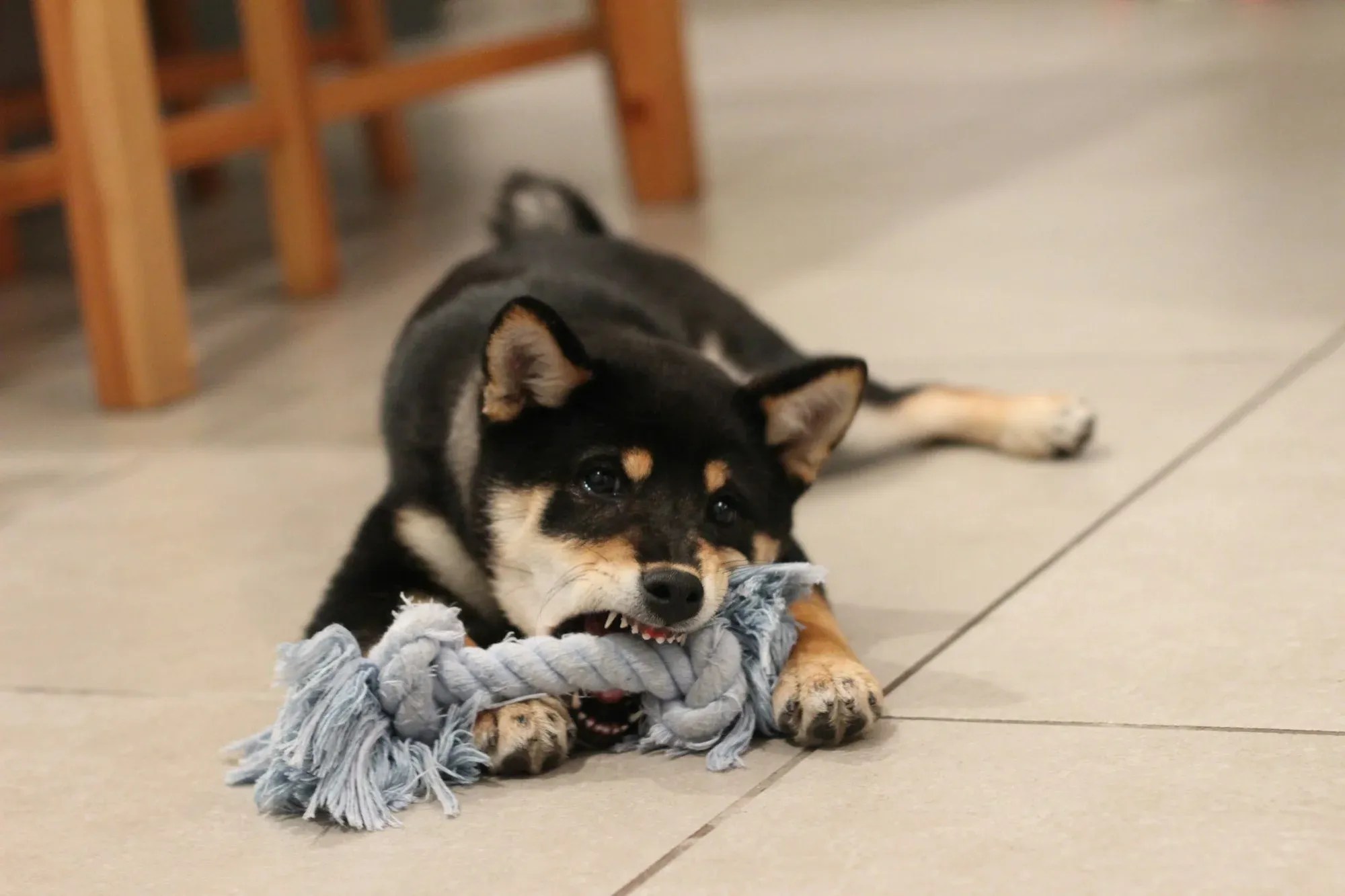 How To Wash Your Dog's Toys Including Rope Toys & Dog Bones