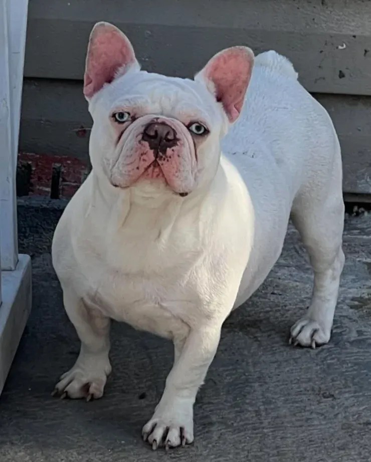 Platinum French Bulldogs The Ultimate Status Symbol