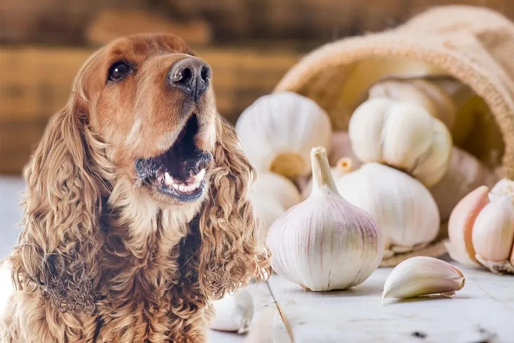 Can Dogs Eat Cloves? A Comprehensive Guide to Clove Safety