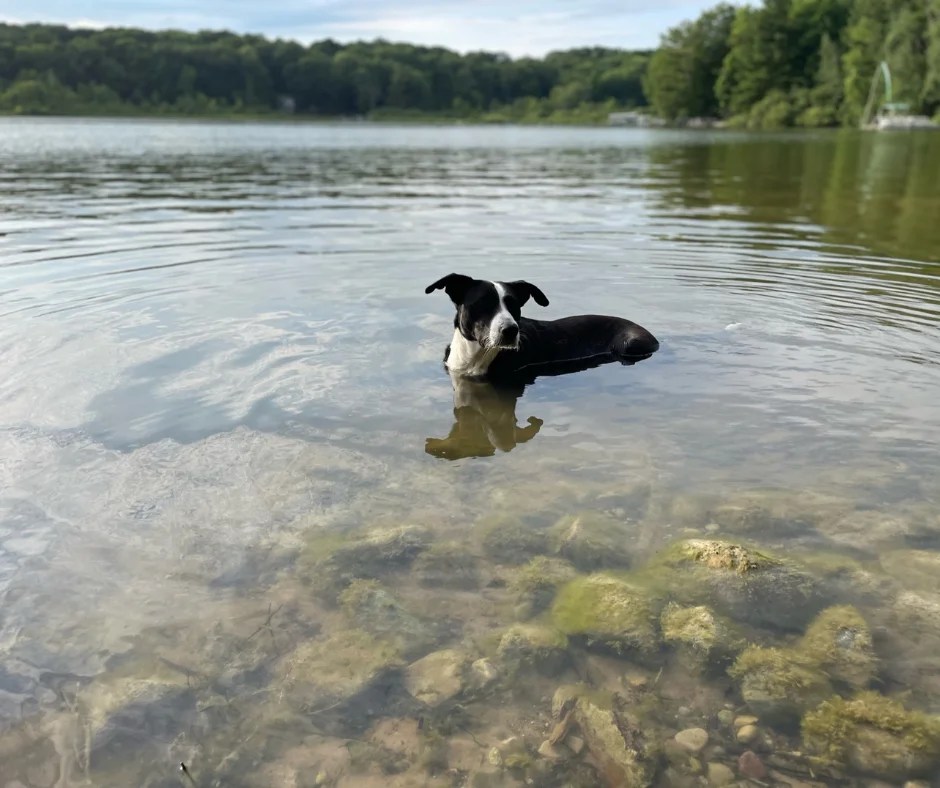 January's Friendly Pet of the Month Twiddy Blog