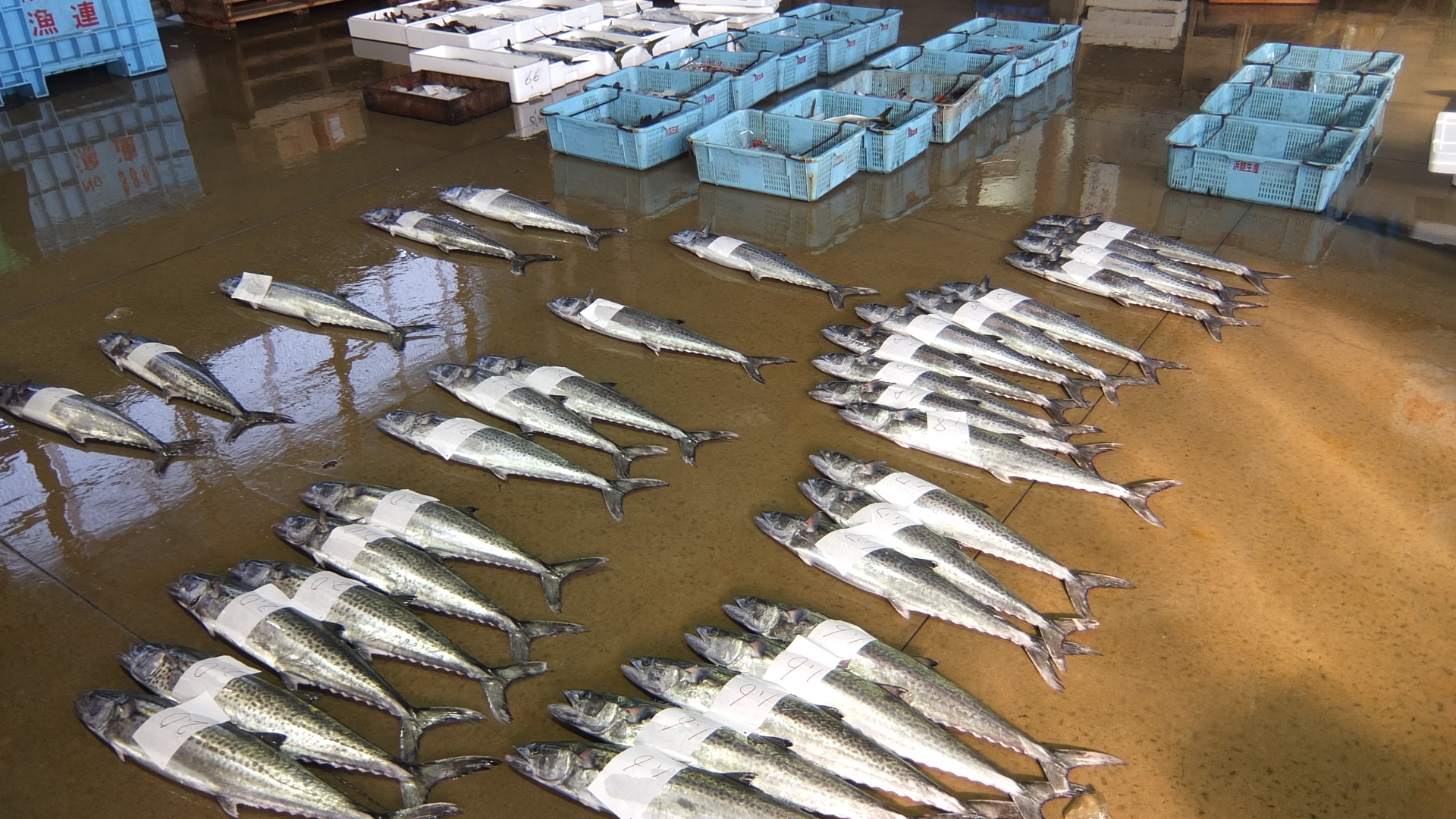 本日の漁獲情報 4/2 釣りツバス爆釣り うおけんブログ｜京都丹後の漁港から全国の厨房へ〜創業50年の目利きがお届けする魚と蟹