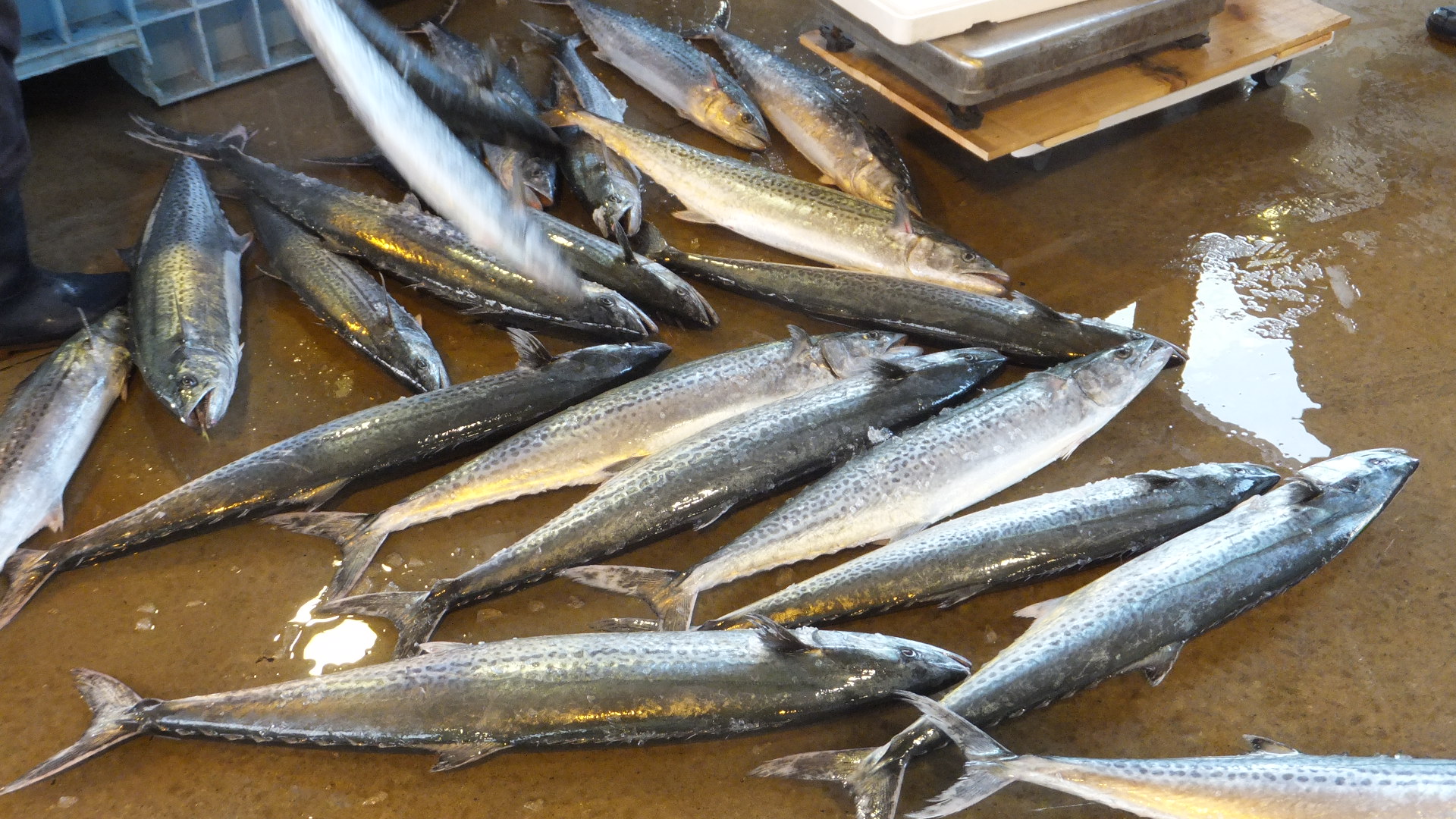 最良かつ最も包括的な ジンタ 魚