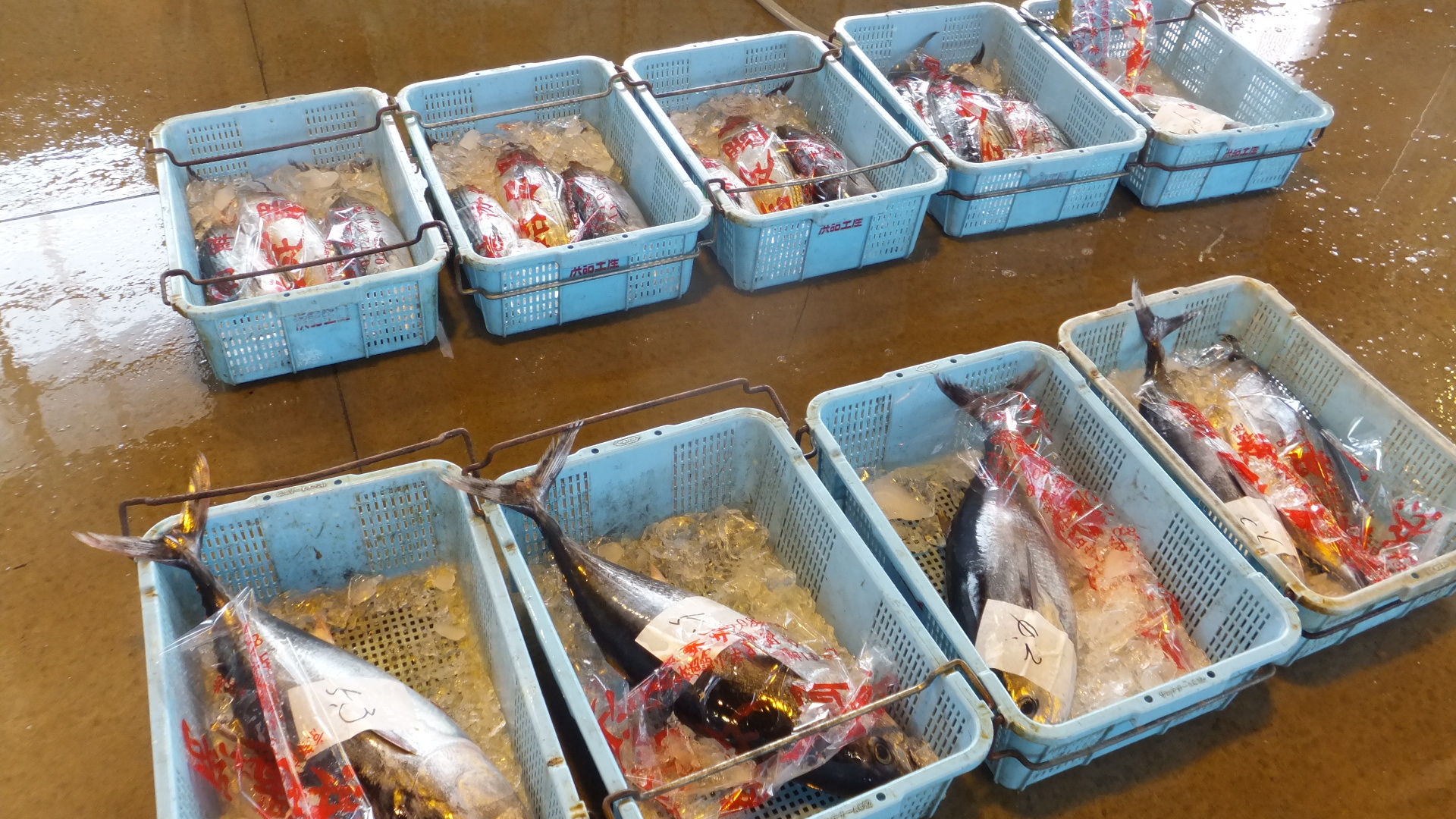 本日の漁獲情報 5/19 飛び魚祭り うおけんブログ｜京都丹後の漁港から全国の厨房へ〜創業50年の目利きがお届けする魚と蟹
