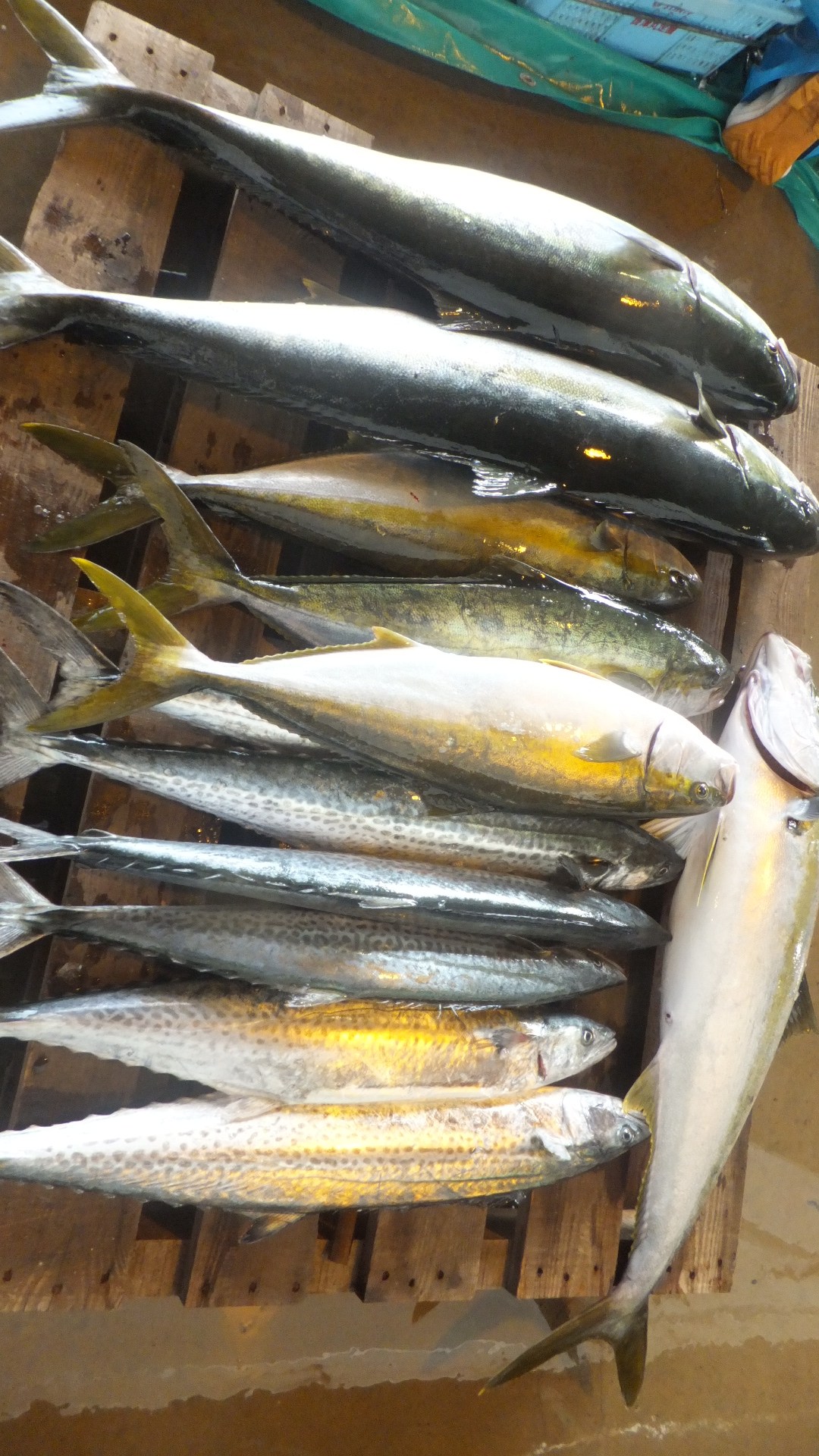 本日の漁獲情報 6/28 業師の魚は、一味違う！ うおけんブログ｜京都丹後の漁港から全国の厨房へ〜創業50年の目利きがお届けする魚と蟹