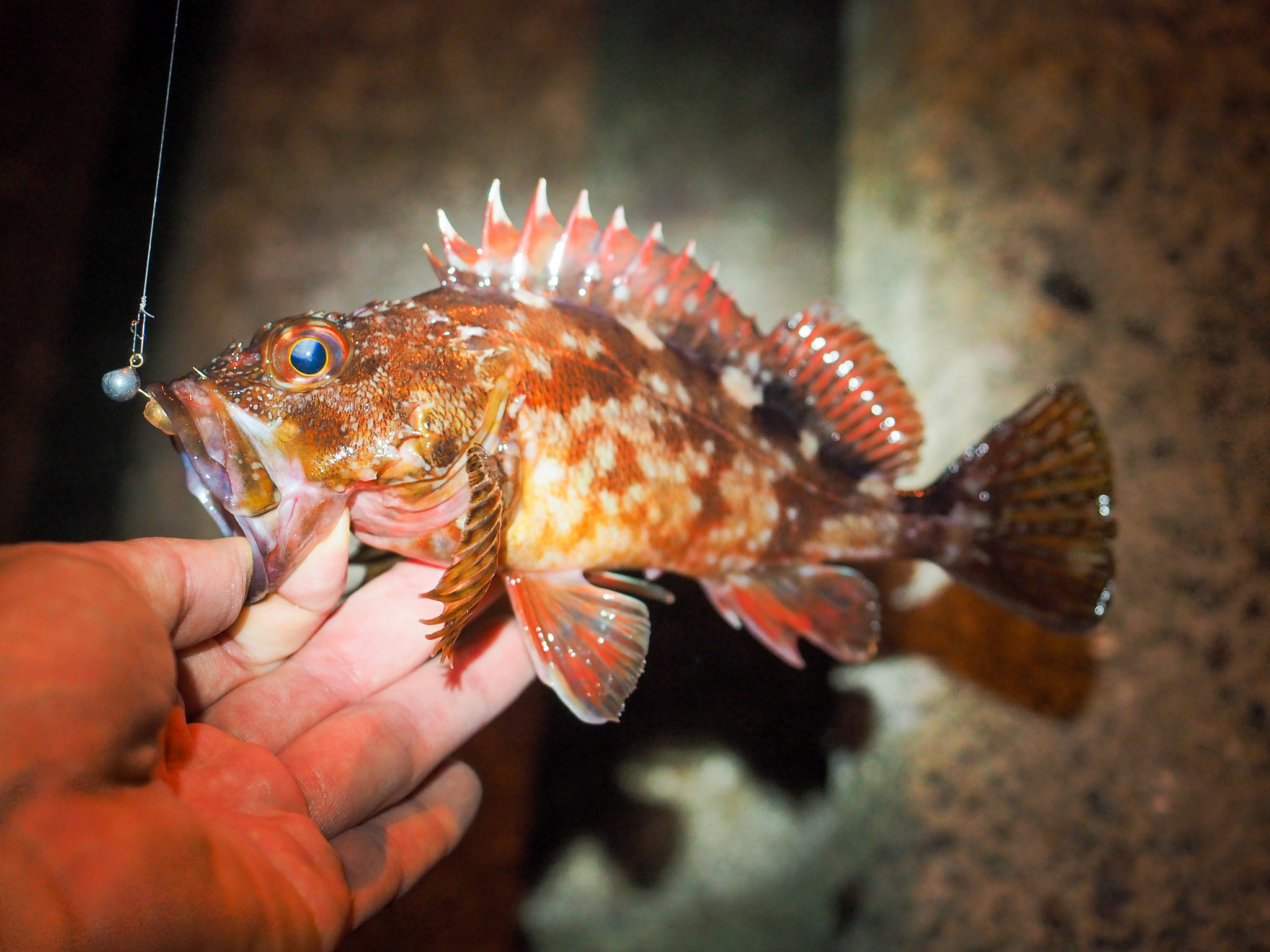 カサゴ釣り、夜の海で少し怖かった話