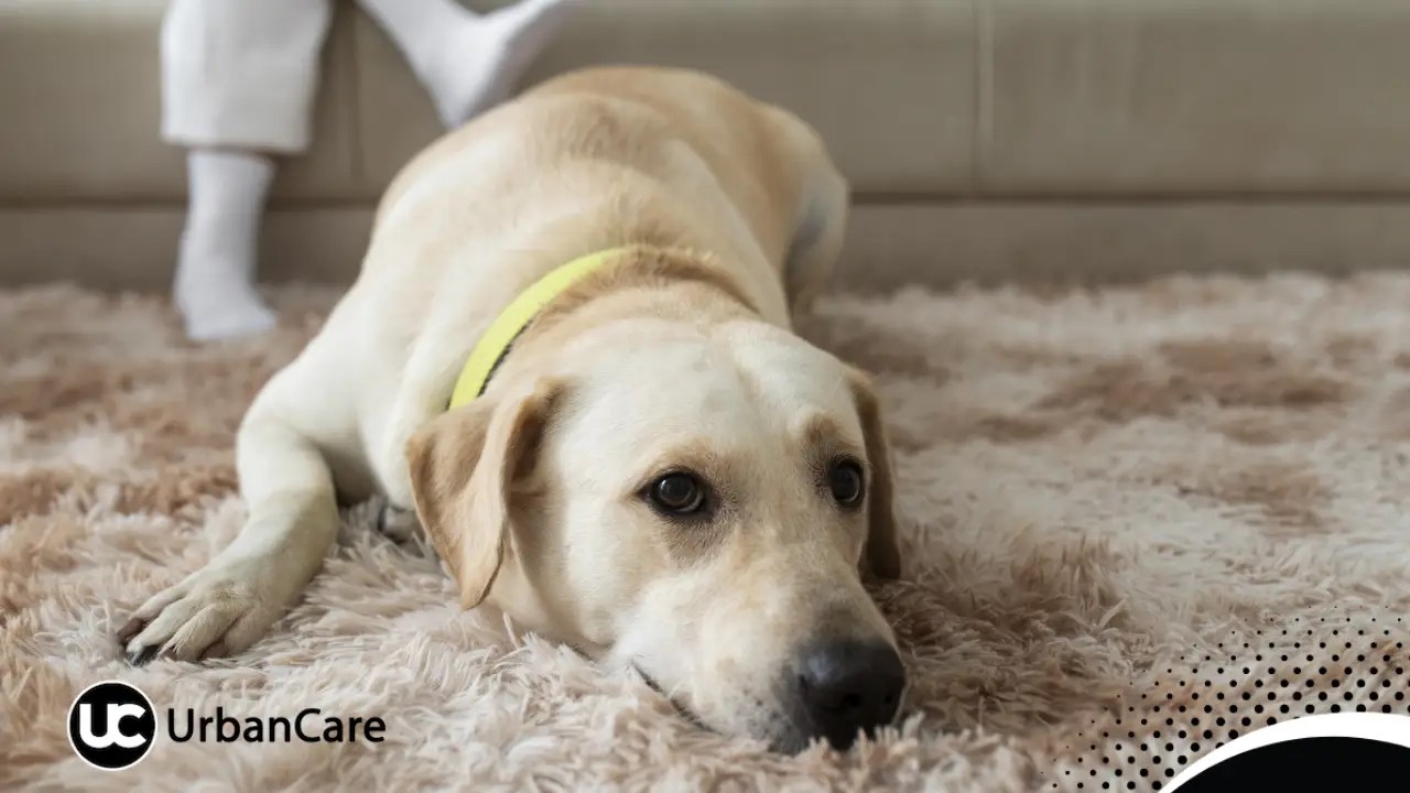 Dog Urine Stains How Carpet Cleaning Works