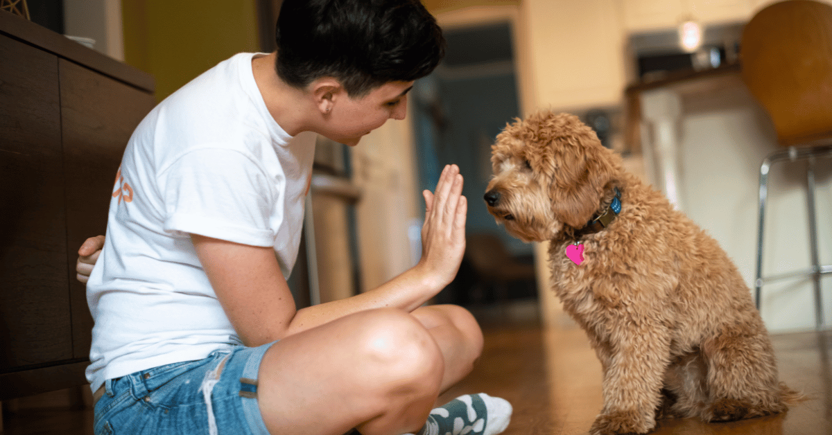 Pet Sitting Rates Livermore at Rena Bentley blog