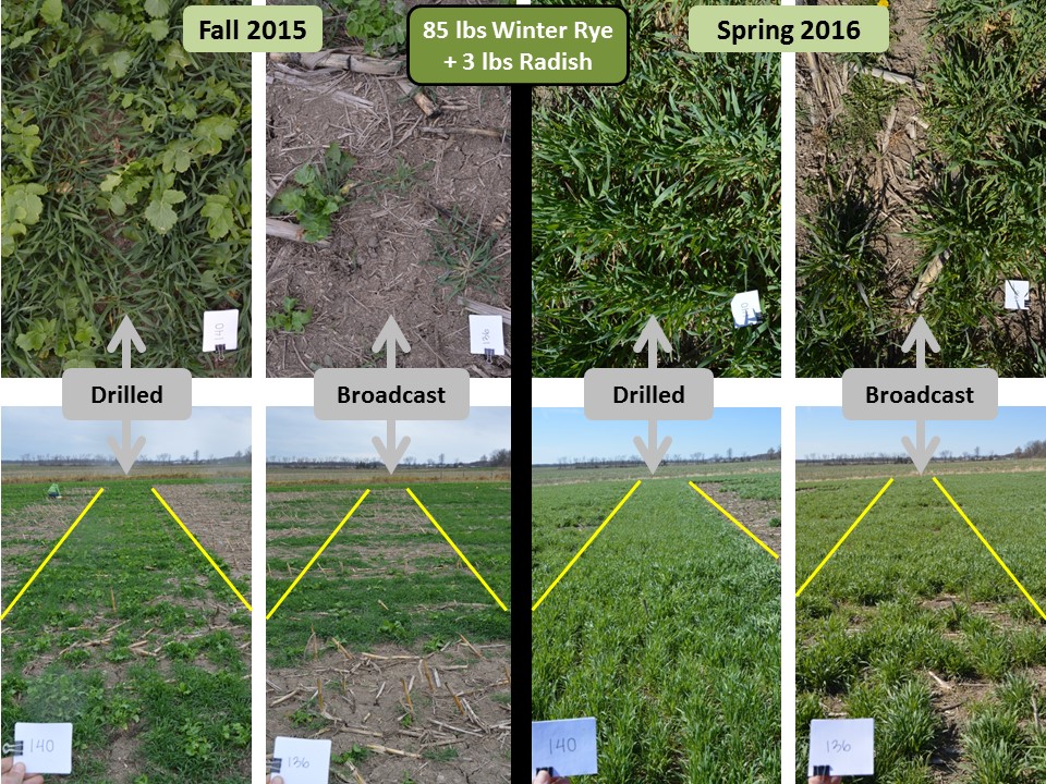 Cover Crops Champlain Valley Crop, Soil & Pasture UVM Extension