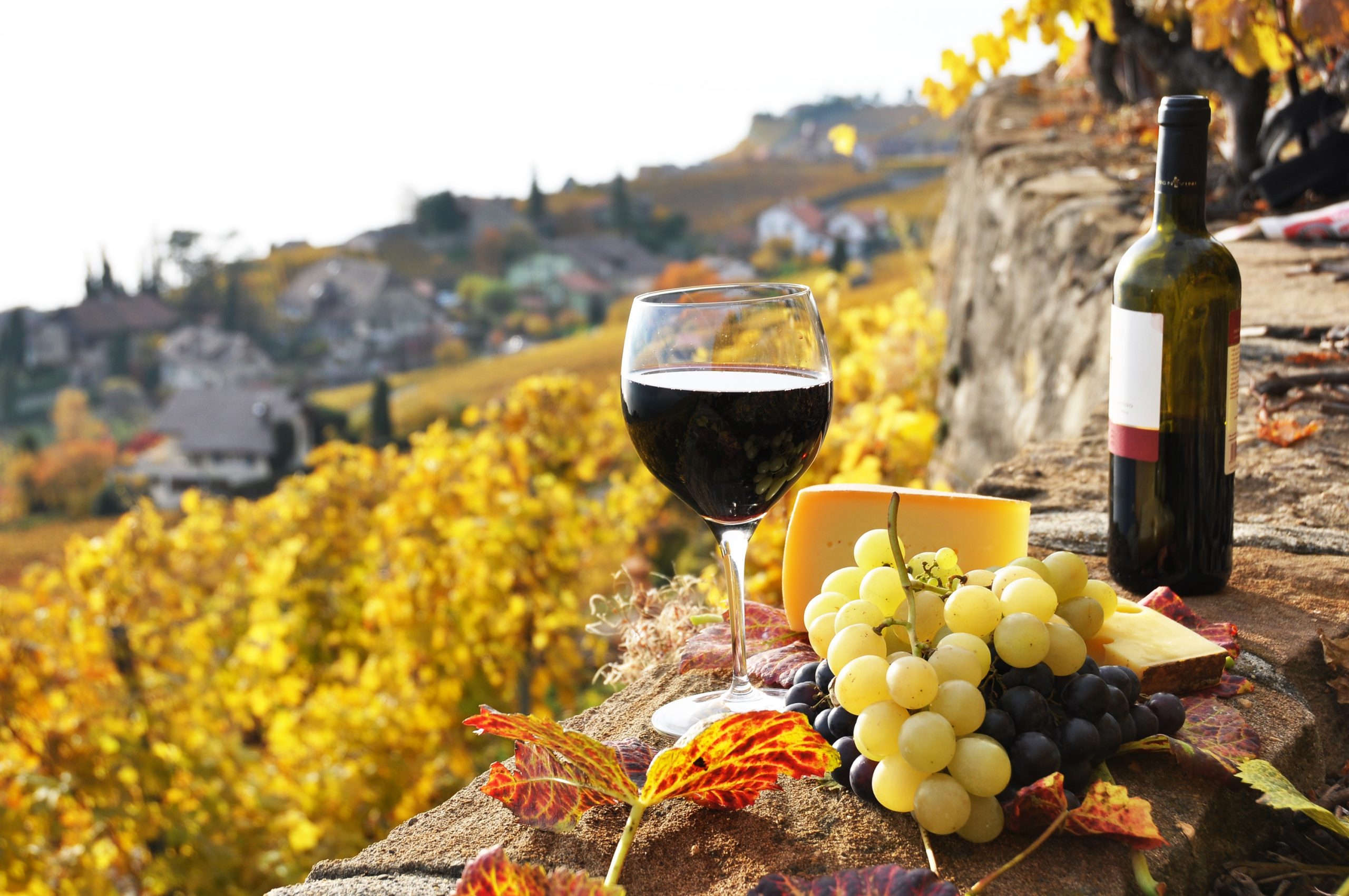 Top Wineries and Wine Tasting Tours in Istria Sea it. Love it. Croatia!
