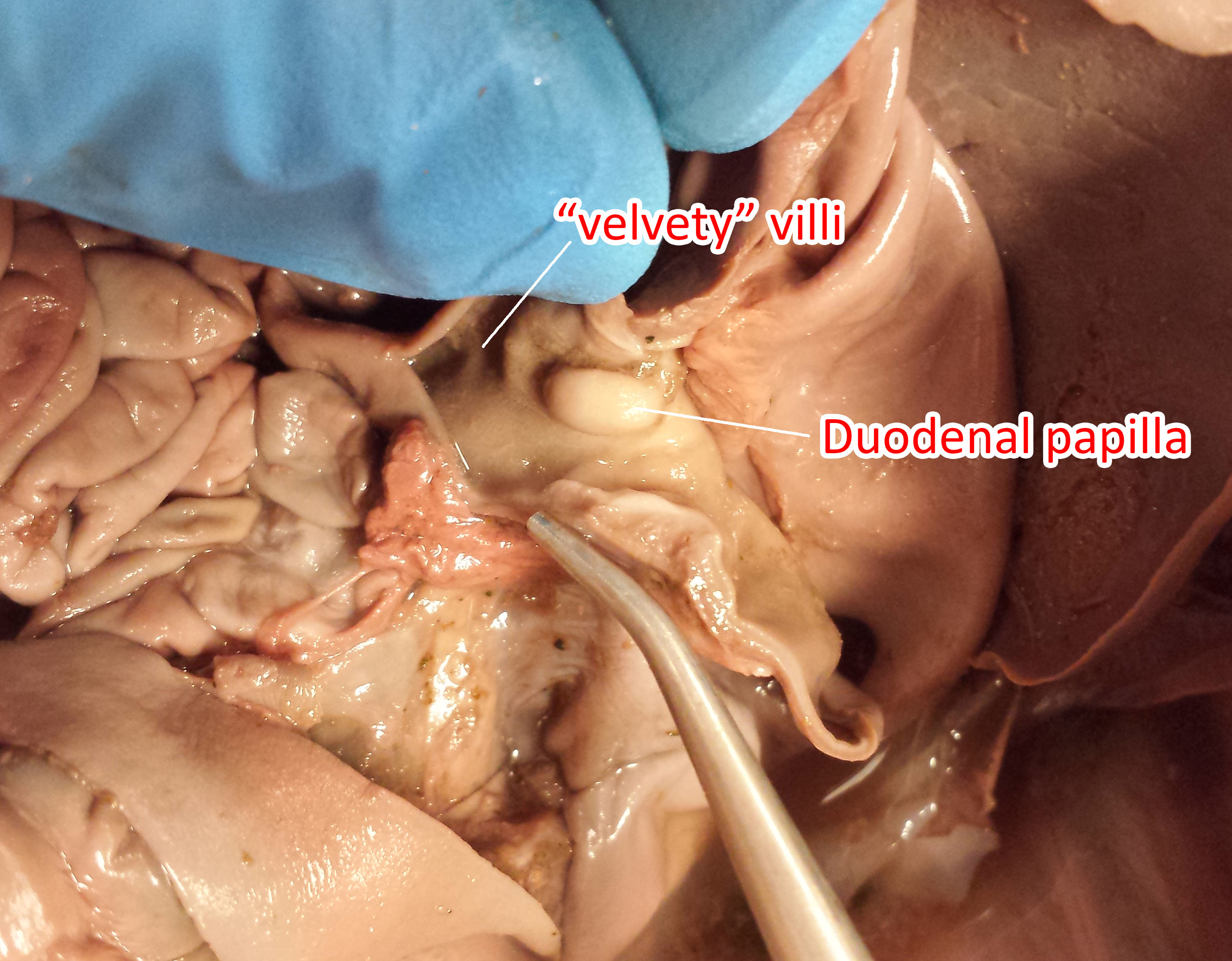 Photos of The Pig Digestive System