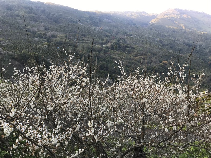 plumblossom_4 plumblossom_4