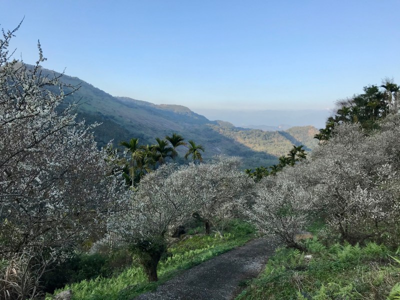 210217-6-plumblossom 210217-6-plumblossom