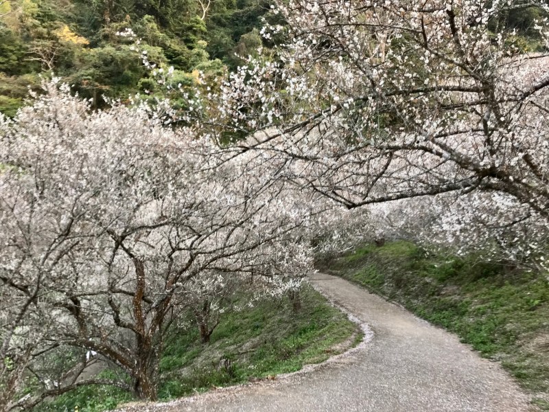 plumblossom_10 plumblossom_10