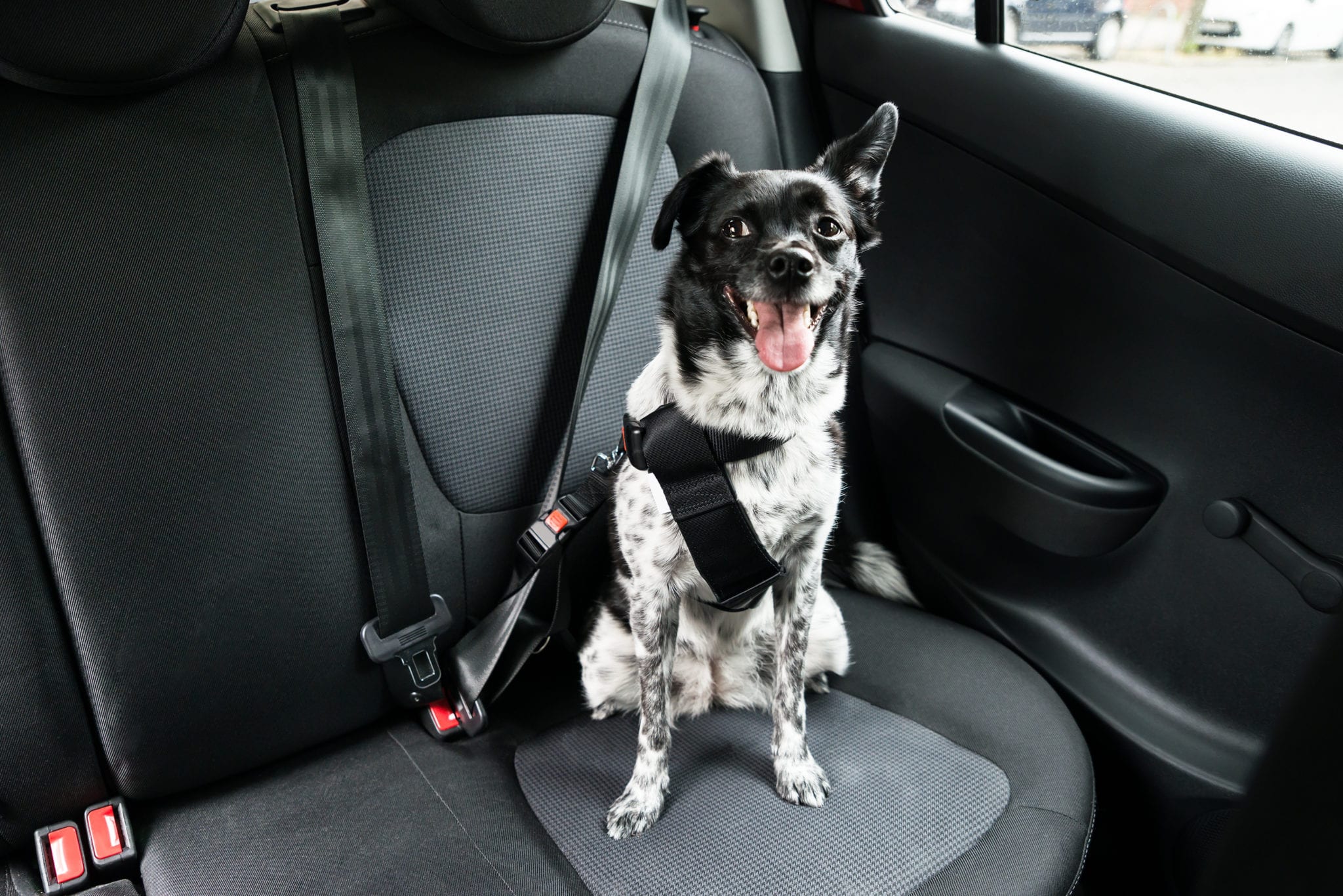 5waystokeepyourdogsafeinthecar Vetnaturals Blog