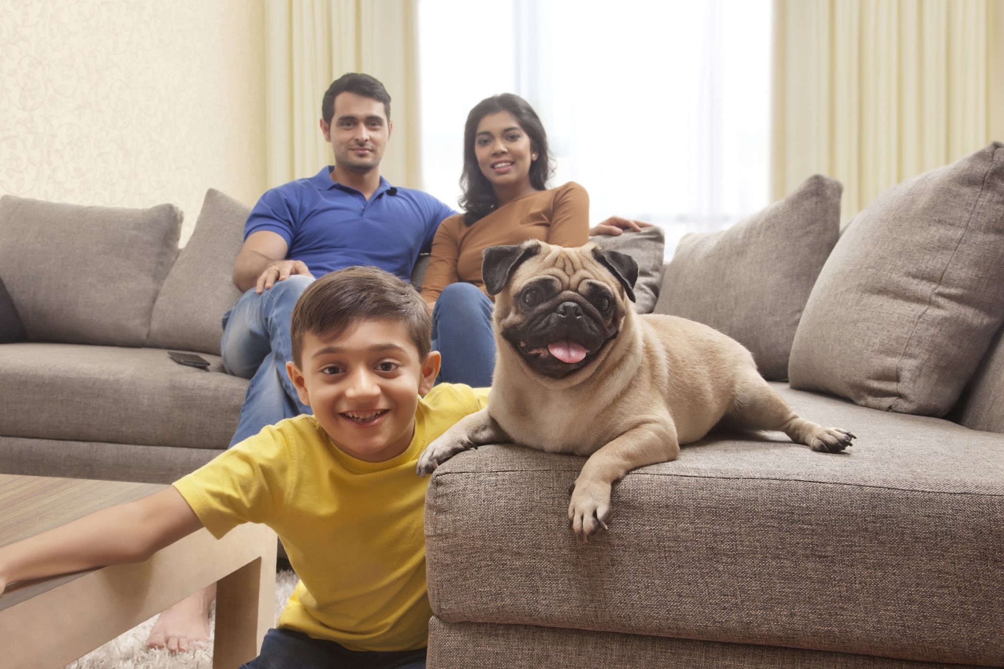 Top 5 Benefits of Inulin For Dogs Vetnaturals Blog