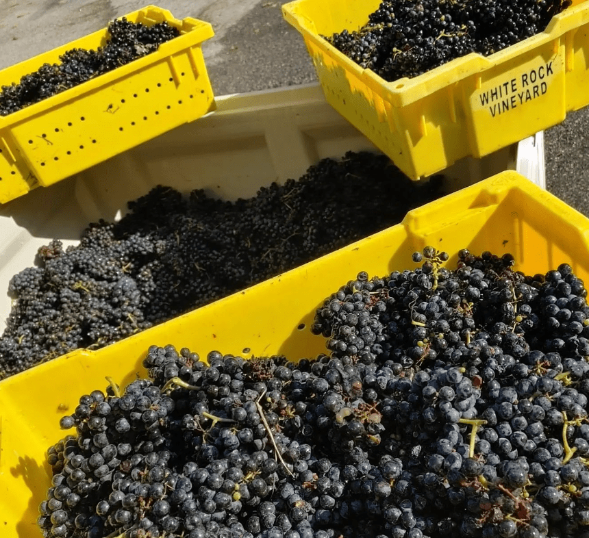 Harvest 2022 Vineyard Update Virginia Wine Blog