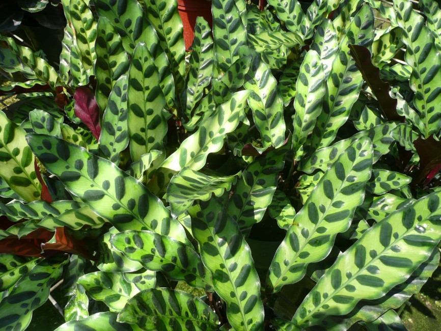 Calathea lancifolia, una planta perfecta para interior El Blog de Ferpas