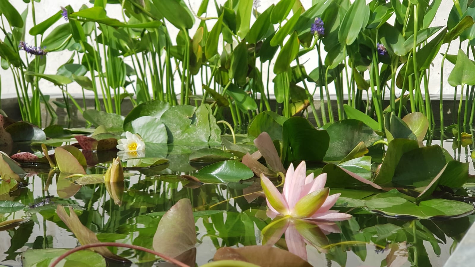 Web tanto las espinacas como las coles y el brócoli son relativamente fáciles de plantar en casa. Estas impresionantes plantas pueden hacer que un estanque o una fuente de agua sean. Las plantas acuáticas, una opción también para interior El Blog de Ferpas