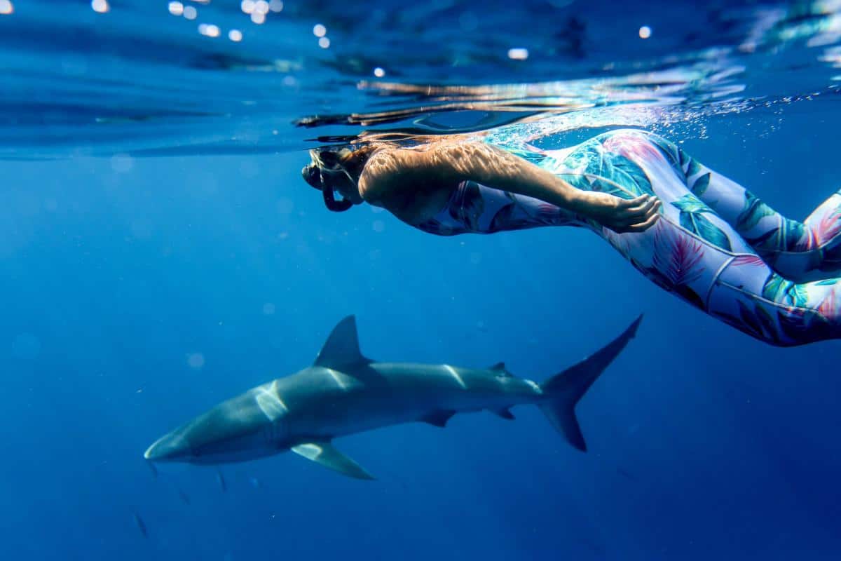 Where to Swim with Sharks without Being Eaten Alive Wakanow Blog