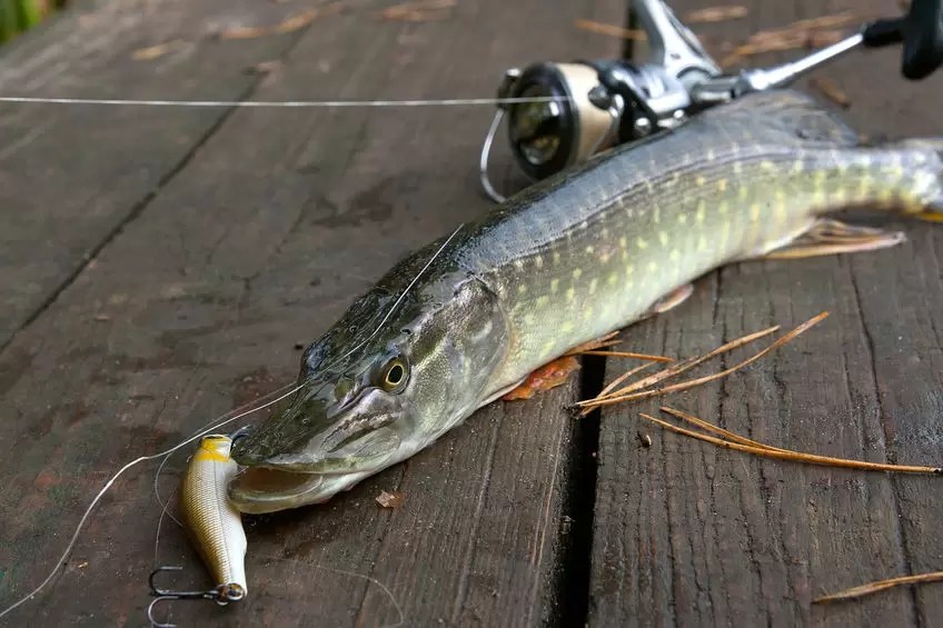 Tips for Catching Northern Pike Mattice Lake Outfitters