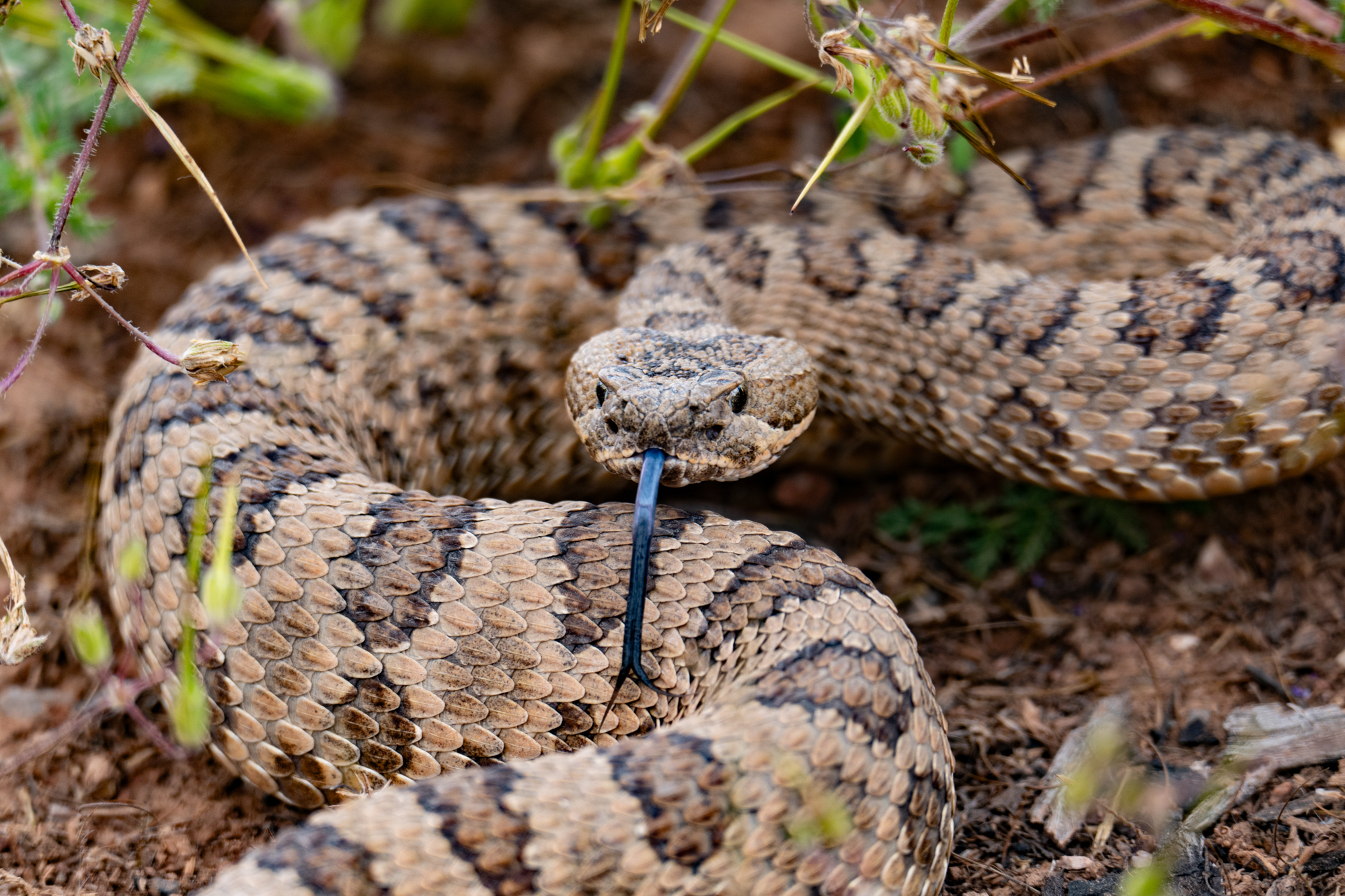 A Tail of Curiosity Wild View