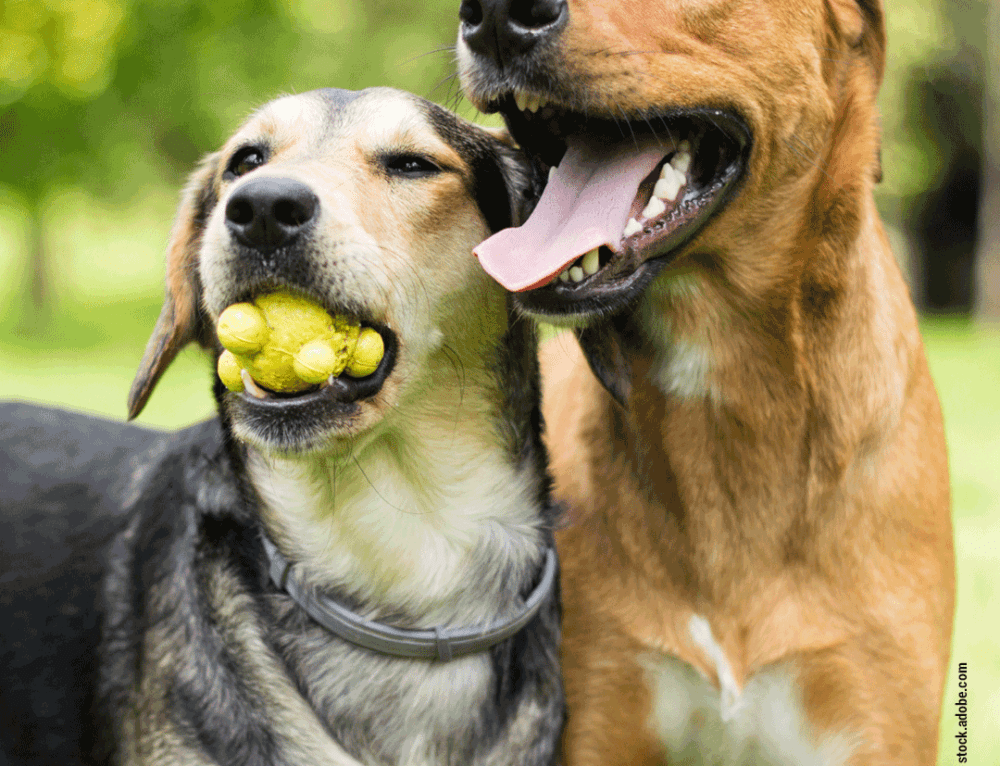 Was tun, wenn der Hund nicht hört? Wildborn Blog