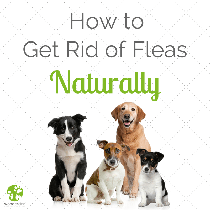 How to get rid of fleas Natural Flea Control