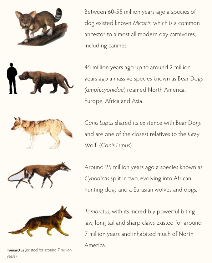 THE DOG DELUSION World Mysteries Blog