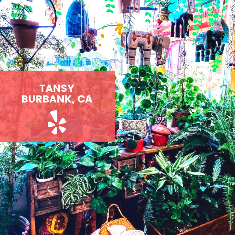 Blackowned plant shops in the U.S. LaptrinhX / News