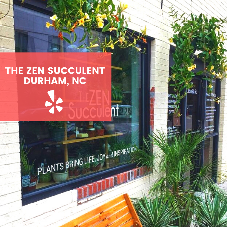 Blackowned plant shops in the U.S. LaptrinhX / News