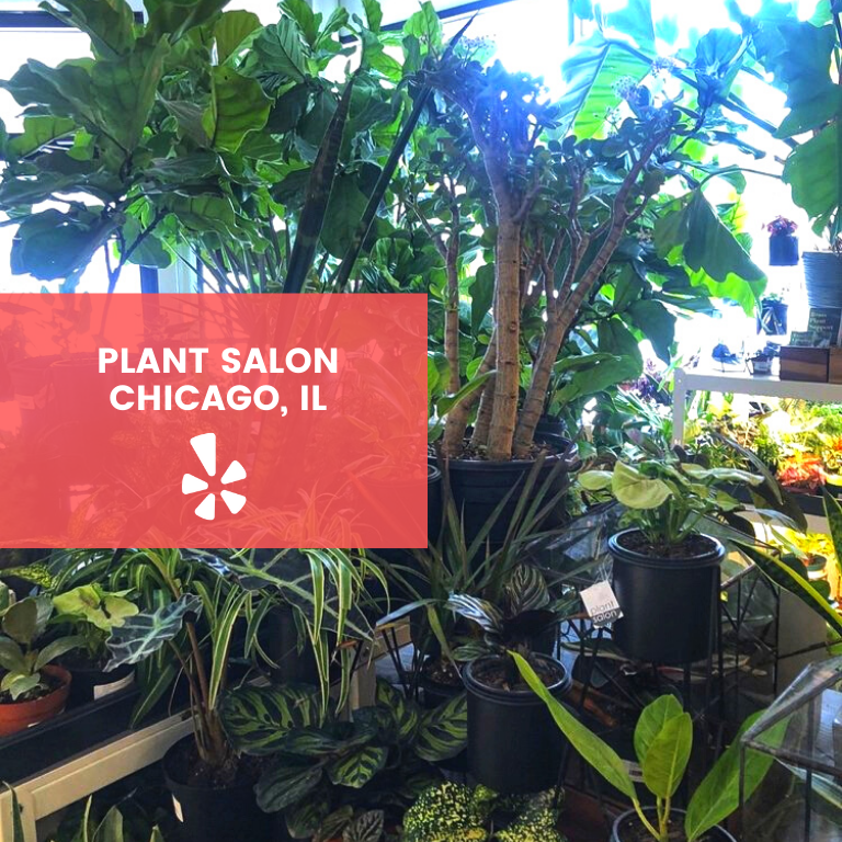 Blackowned plant shops in the U.S. LaptrinhX / News