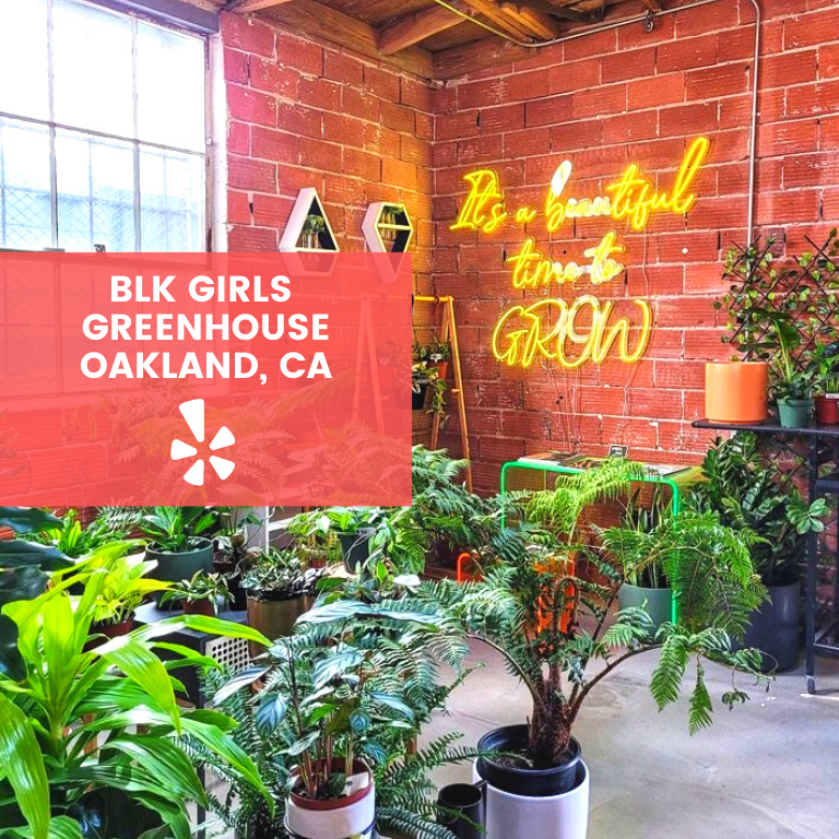 Blackowned plant shops in the U.S. LaptrinhX / News