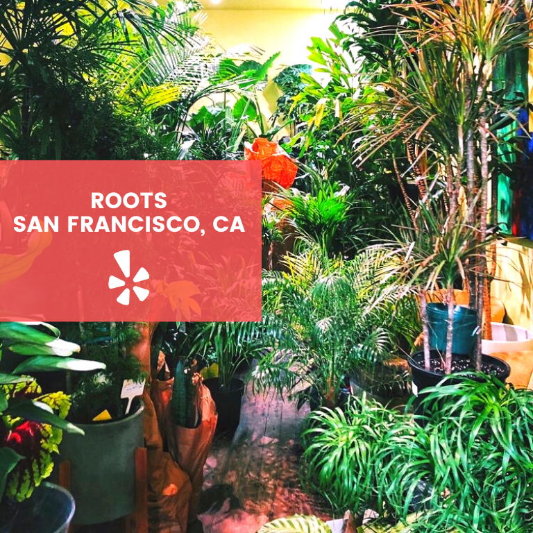 Blackowned plant shops in the U.S. LaptrinhX / News