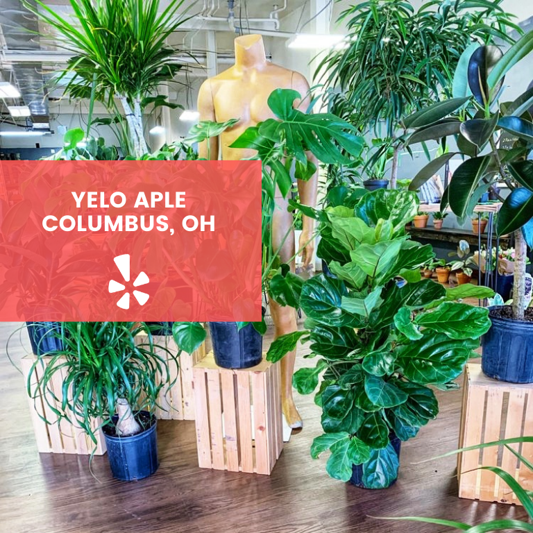 Blackowned plant shops in the U.S. LaptrinhX / News