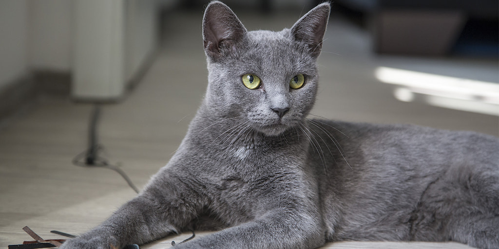 Korat Kedi Irkı Özellikleri, Bakımı ve Beslenme İhtiyacı Zoo Blog