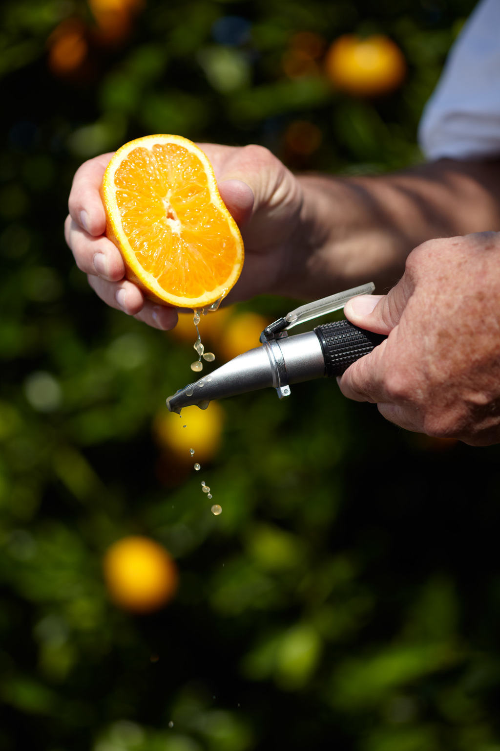Lifecycle of Florida Citrus Fruit Gifts The Groves