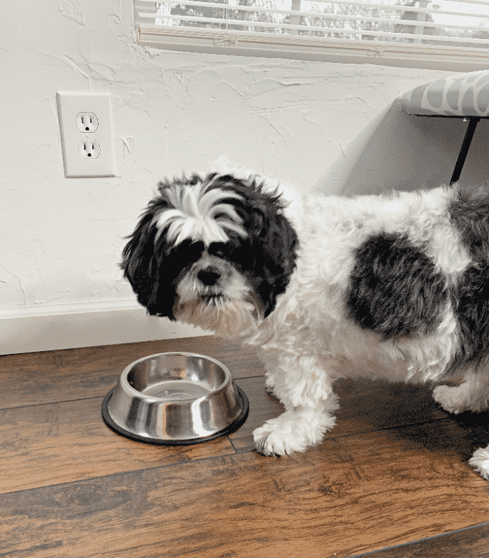 Real Food for Dogs Delivered to Your Door Blog By Donna