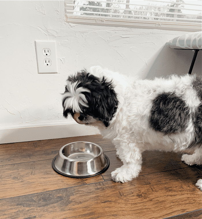 Real Food for Dogs Delivered to Your Door Blog By Donna