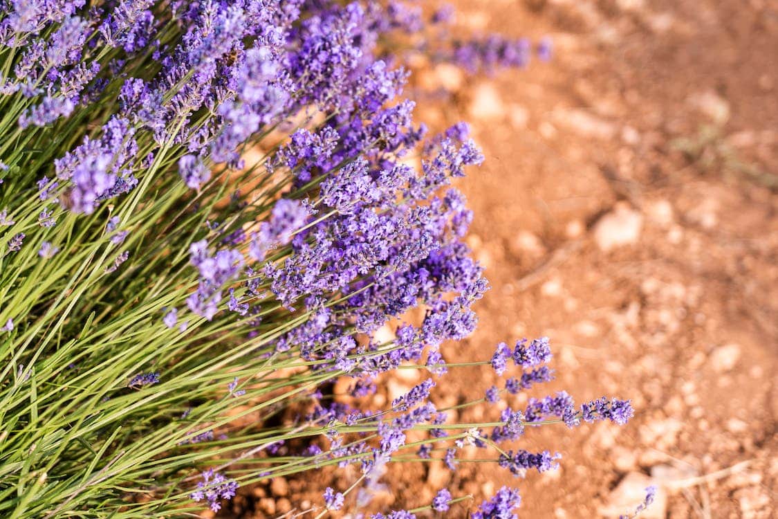 What Does Lavender Taste Like? BlogChef