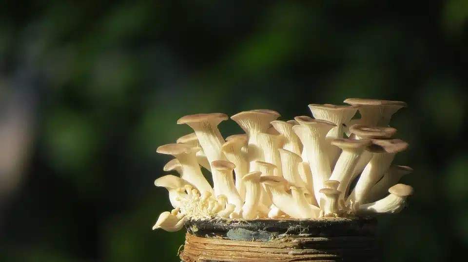What Do Oyster Mushrooms Taste Like? BlogChef