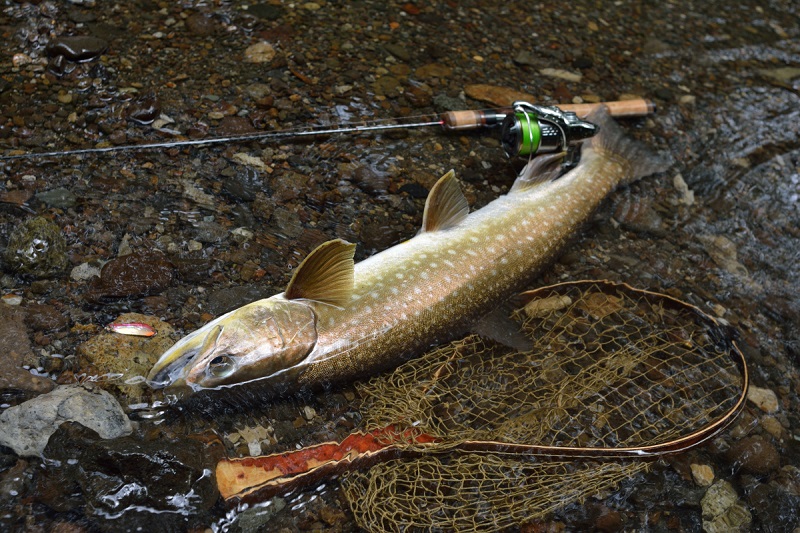 千歳川～ママチ川釣行♪ 2019年6月23日 ココのブログ