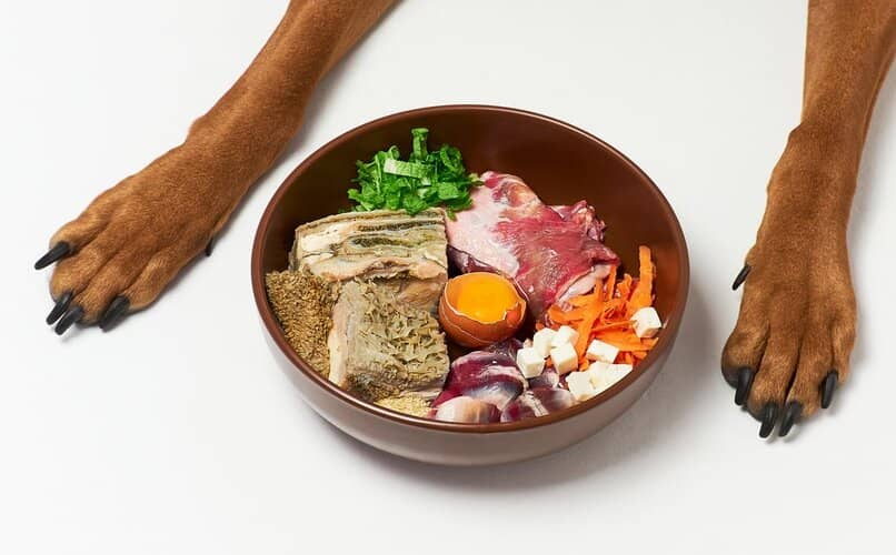¿Qué es la Dieta BARF Para Perros? Todo lo que Debes Saber Blog de