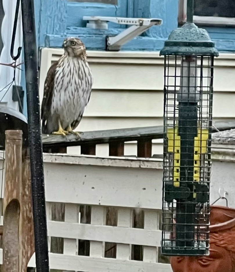OG Wildlife Sighting. 2012—but the Cooper’s hawk is back…2022.